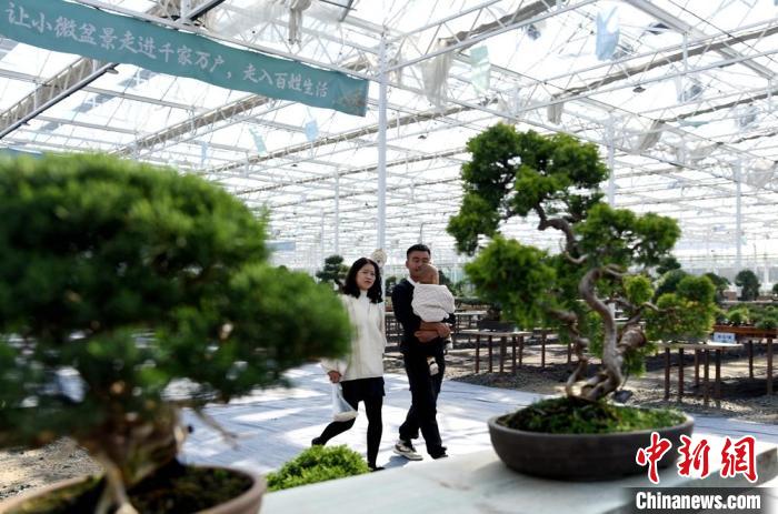 超百万盆创意盆景汇聚江苏新沂参加盆景贸易发展大会